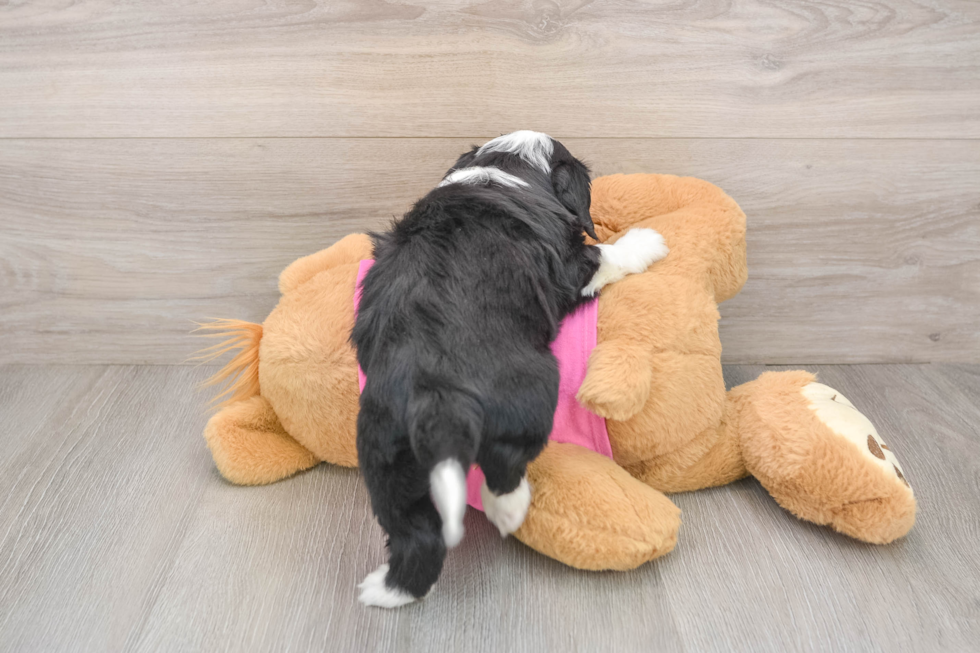 Aussiechon Pup Being Cute