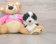 8 week old Aussiechon Puppy For Sale - Pilesgrove Pups