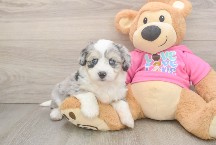 Aussiechon Puppy for Adoption