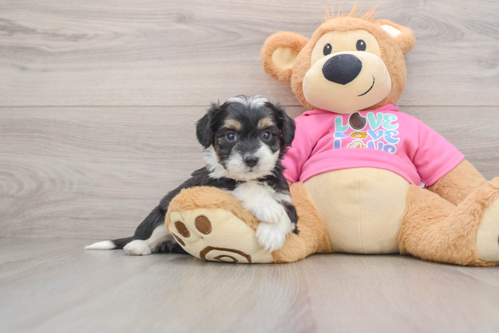 Sweet Aussiechon Baby