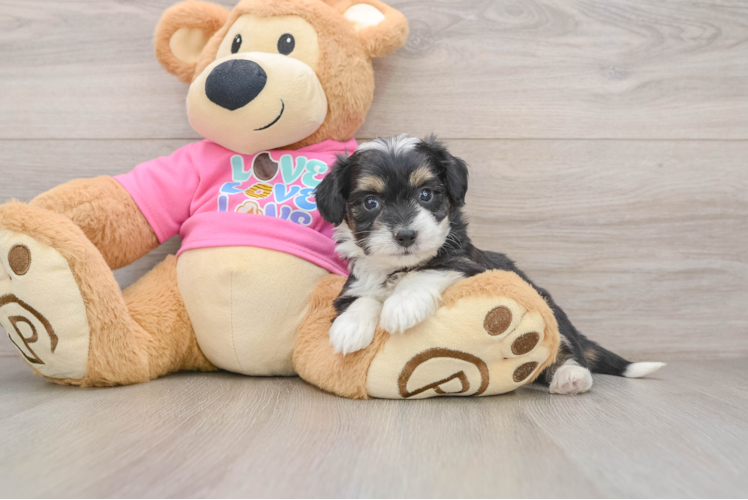 Fluffy Aussiechon Designer Pup
