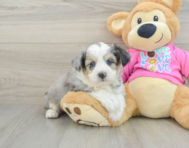 6 week old Aussiechon Puppy For Sale - Pilesgrove Pups