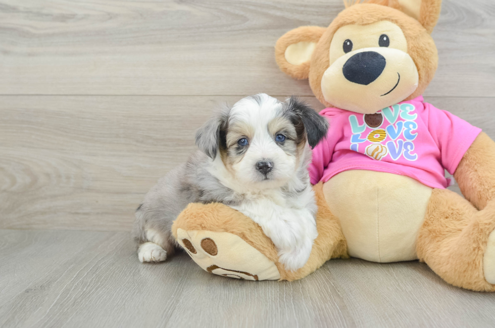 6 week old Aussiechon Puppy For Sale - Pilesgrove Pups