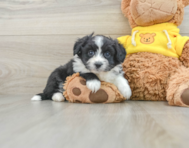 7 week old Aussiechon Puppy For Sale - Pilesgrove Pups