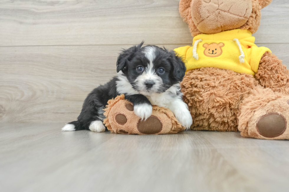 7 week old Aussiechon Puppy For Sale - Pilesgrove Pups