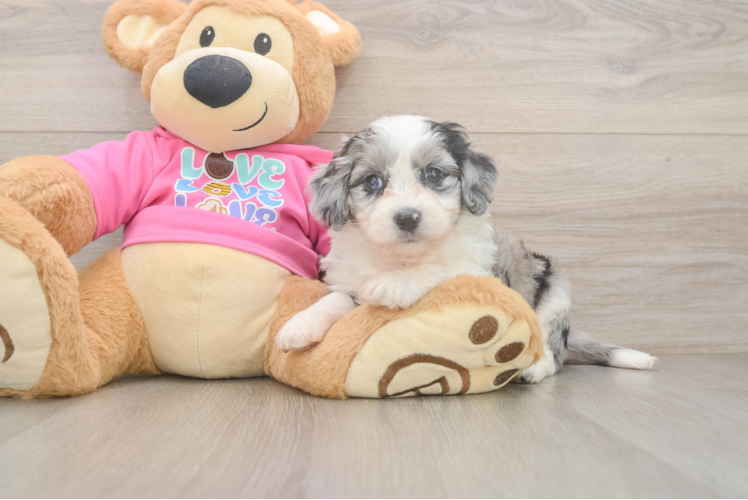 Best Aussiechon Baby