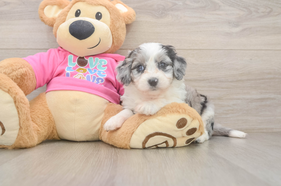 5 week old Aussiechon Puppy For Sale - Pilesgrove Pups