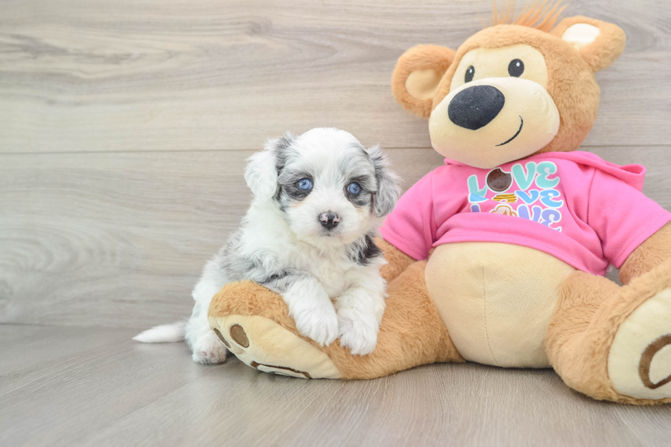 Aussiechon Pup Being Cute
