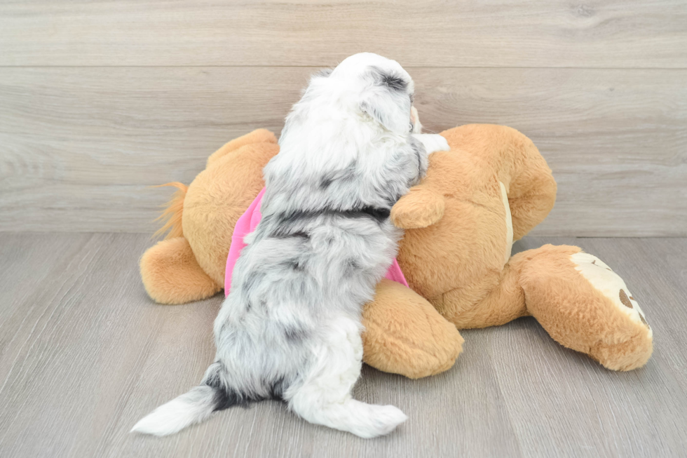 Aussiechon Pup Being Cute