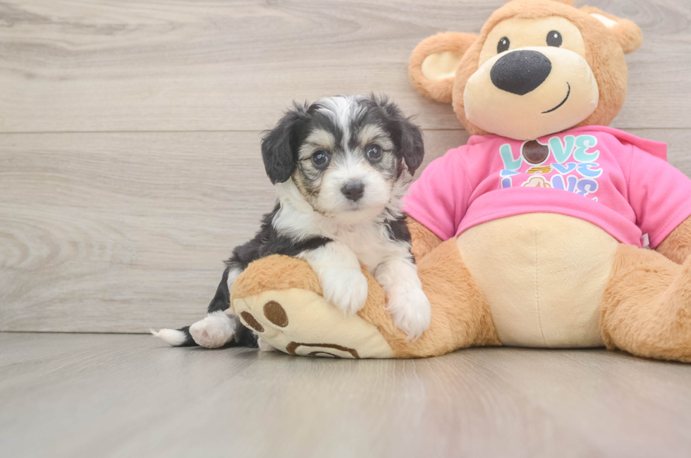 6 week old Aussiechon Puppy For Sale - Pilesgrove Pups
