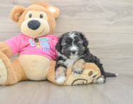 7 week old Aussiechon Puppy For Sale - Pilesgrove Pups
