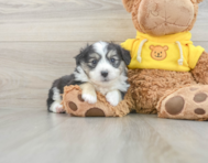 7 week old Aussiechon Puppy For Sale - Pilesgrove Pups