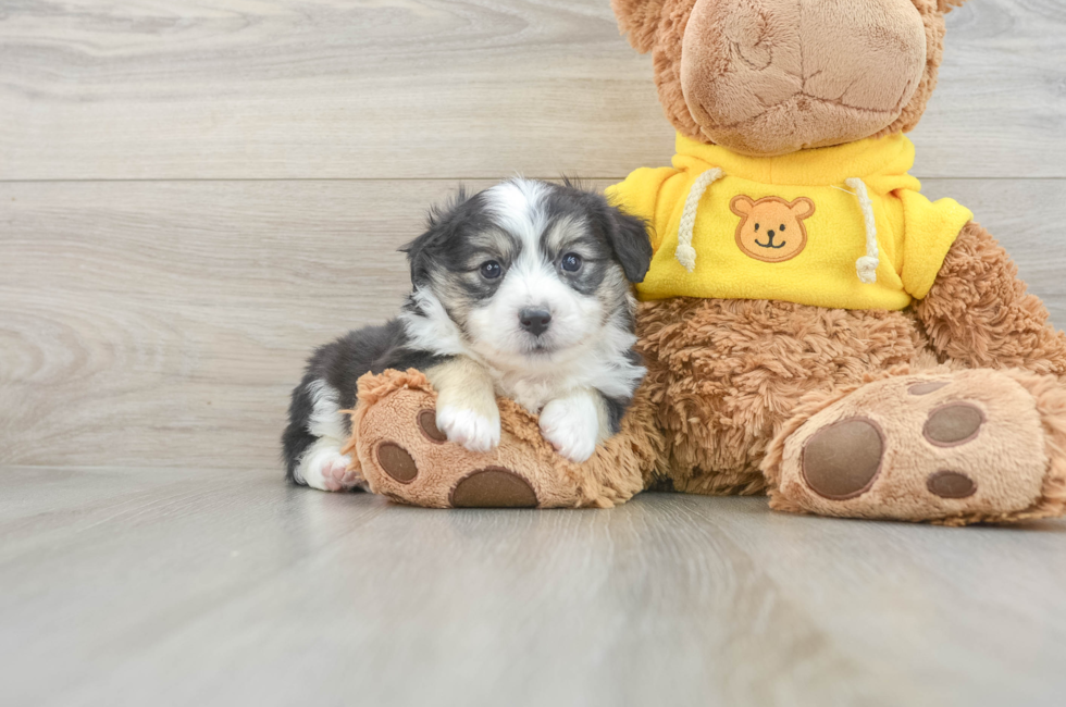 6 week old Aussiechon Puppy For Sale - Pilesgrove Pups