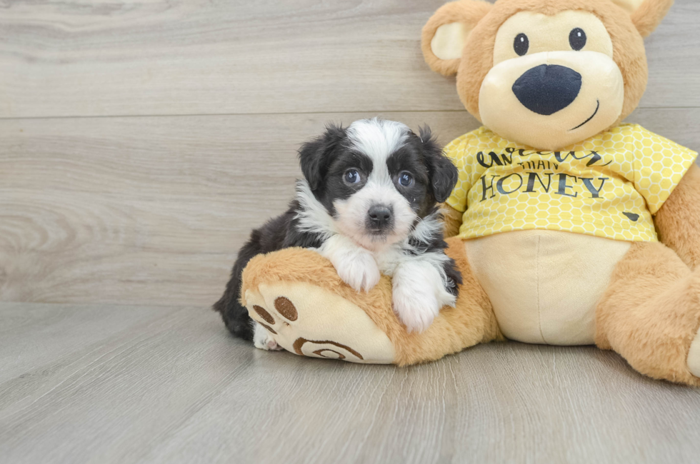 5 week old Aussiechon Puppy For Sale - Pilesgrove Pups