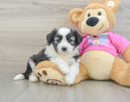 5 week old Aussiechon Puppy For Sale - Pilesgrove Pups