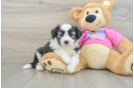 Sweet Aussiechon Baby