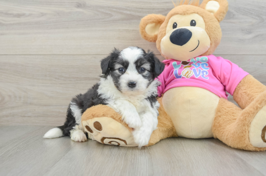 Sweet Aussiechon Baby