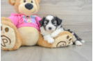 Popular Aussiechon Designer Pup