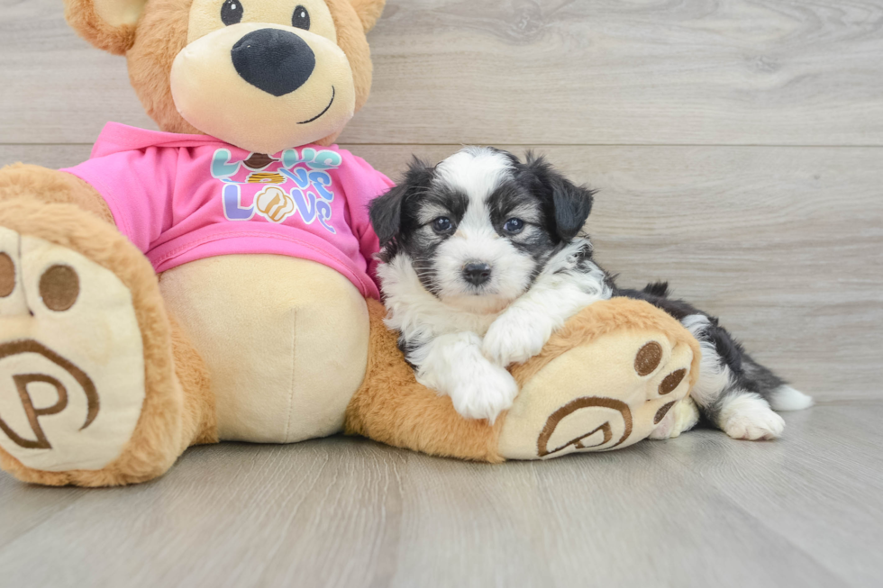 Popular Aussiechon Designer Pup