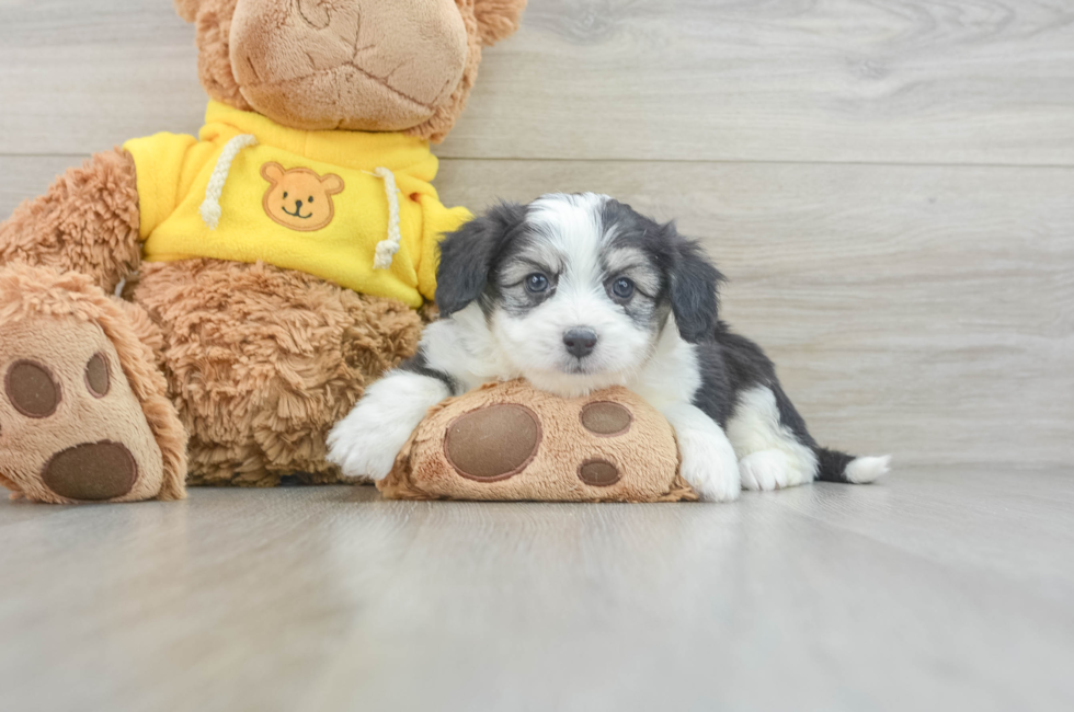 6 week old Aussiechon Puppy For Sale - Pilesgrove Pups