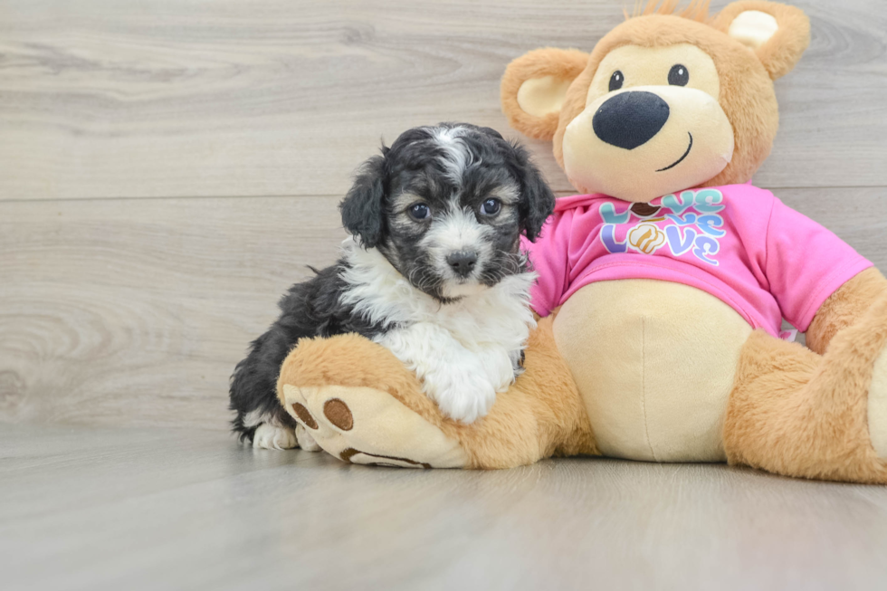 Fluffy Aussiechon Designer Pup