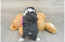 Best Aussiechon Baby