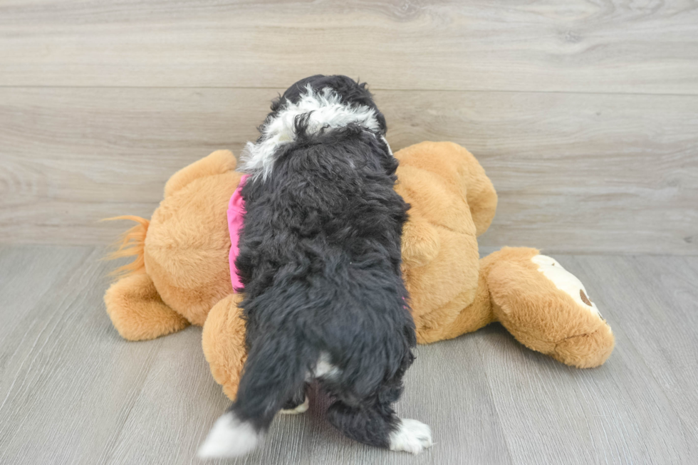 Best Aussiechon Baby