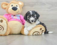 5 week old Aussiechon Puppy For Sale - Pilesgrove Pups