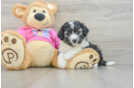 Sweet Aussiechon Baby