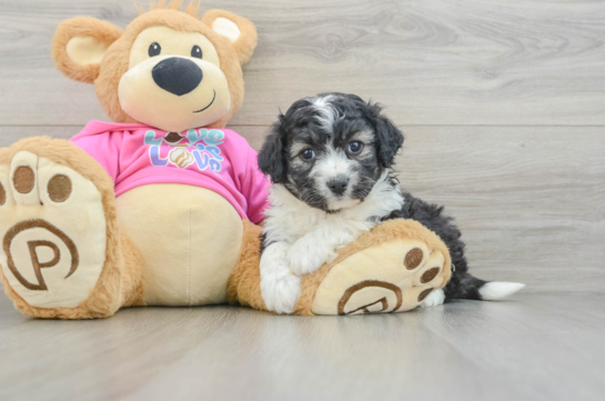 Sweet Aussiechon Baby