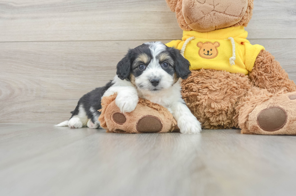 6 week old Aussiechon Puppy For Sale - Pilesgrove Pups