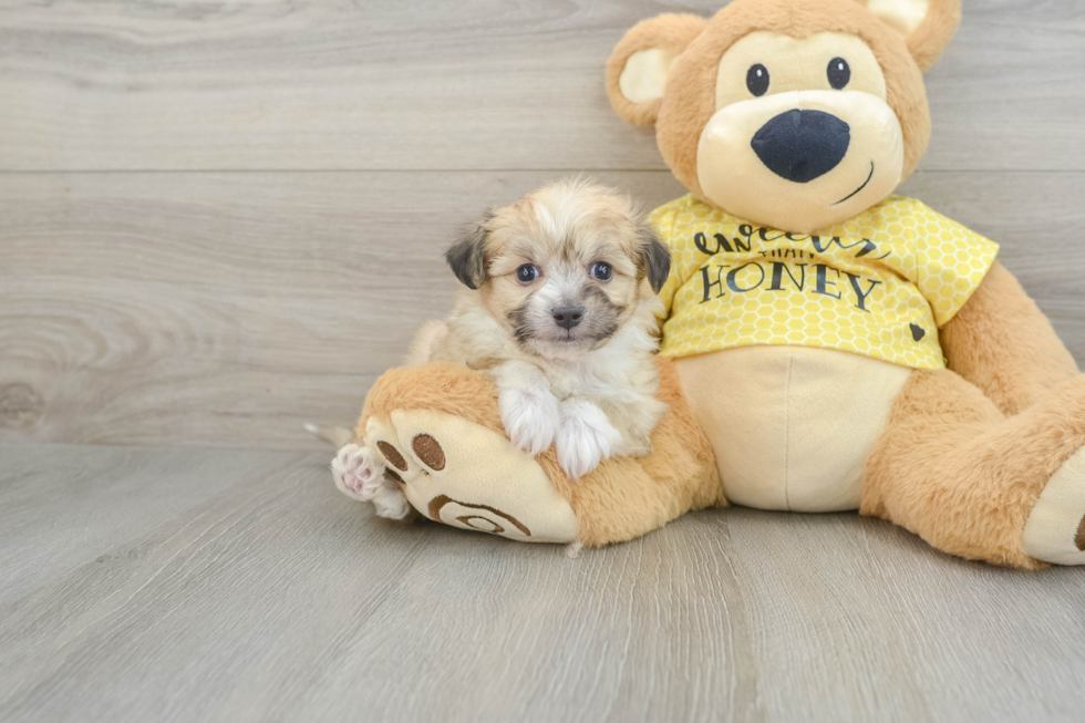 Little Aussie Bichon Designer Puppy