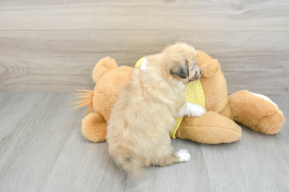 Aussiechon Pup Being Cute