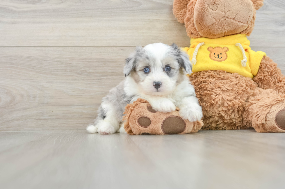 6 week old Aussiechon Puppy For Sale - Pilesgrove Pups