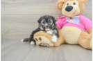 Aussiechon Puppy for Adoption