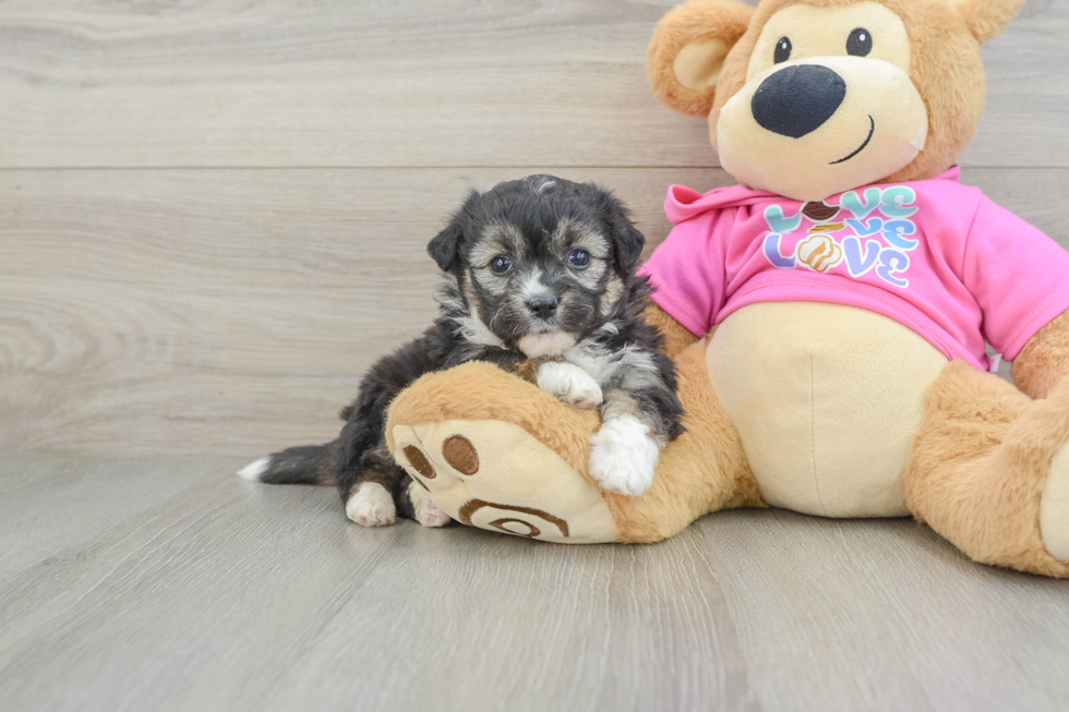Aussiechon Puppy for Adoption