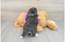 Best Aussiechon Baby