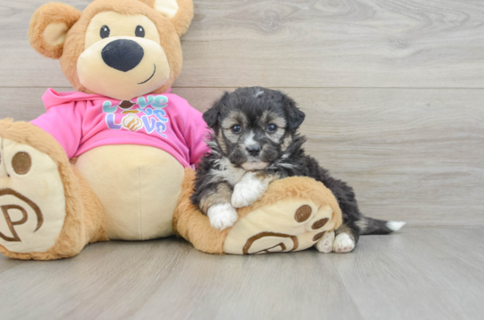 Aussiechon Pup Being Cute