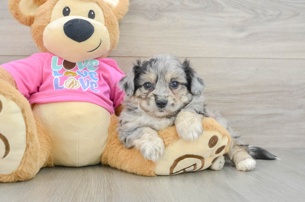 6 week old Aussiechon Puppy For Sale - Pilesgrove Pups
