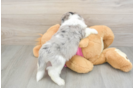 Hypoallergenic Aussie Bichon Designer Puppy