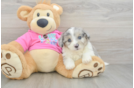 Best Aussiechon Baby