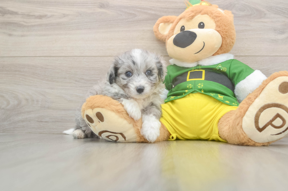 5 week old Aussiechon Puppy For Sale - Pilesgrove Pups