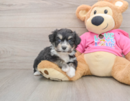 7 week old Aussiechon Puppy For Sale - Pilesgrove Pups