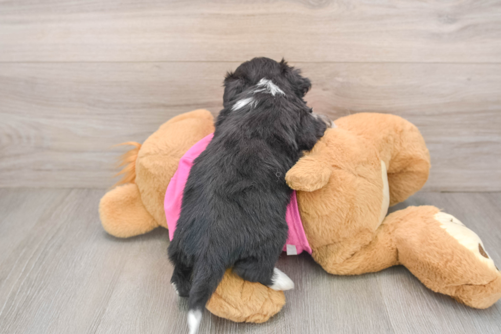 Popular Aussiechon Designer Pup