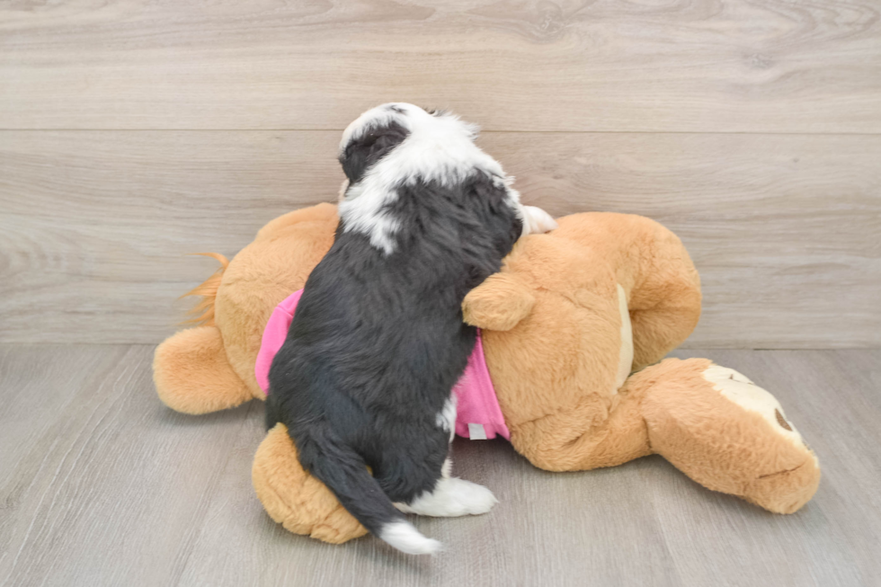 Little Aussie Bichon Designer Puppy