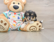 7 week old Aussiechon Puppy For Sale - Pilesgrove Pups