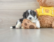 7 week old Aussiechon Puppy For Sale - Pilesgrove Pups