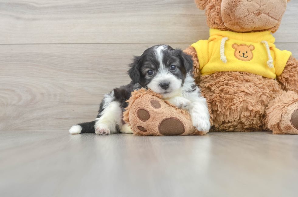 5 week old Aussiechon Puppy For Sale - Pilesgrove Pups