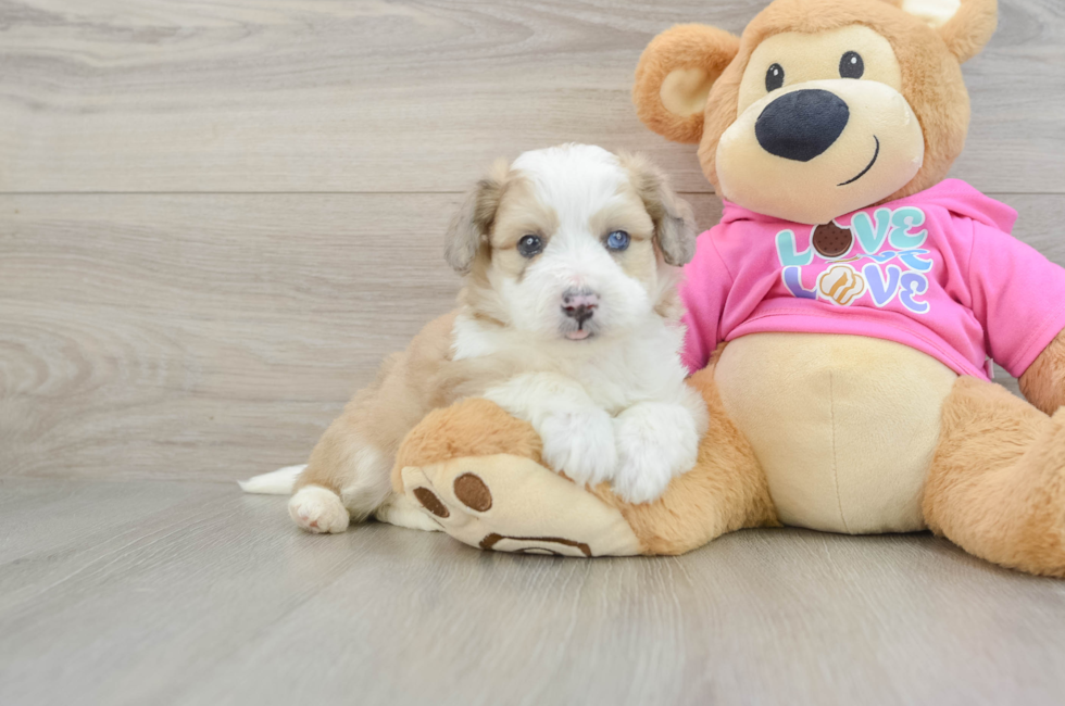 5 week old Aussiechon Puppy For Sale - Pilesgrove Pups