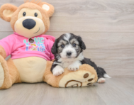 7 week old Aussiechon Puppy For Sale - Pilesgrove Pups